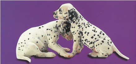 Carte avec enveloppe chiens dalmatiens