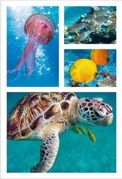 Carte avec enveloppe animaux marins