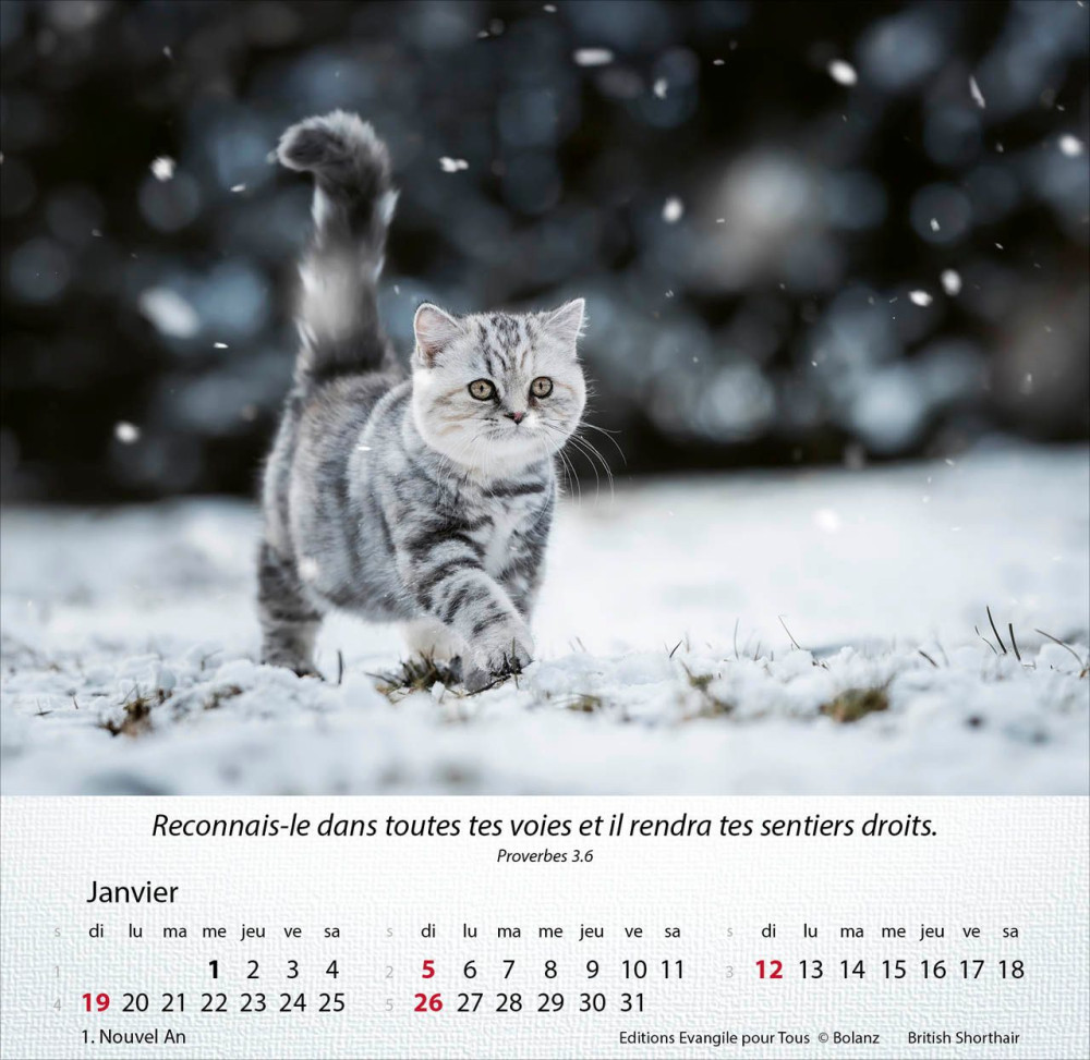 Calendrier chat merveille de la création