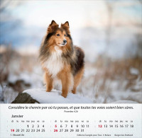 Calendrier Chiens - Merveilles de la création