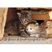 Carte chatons blottis - La douceur de l'autre réconforte le coeur! Pr 27:9
