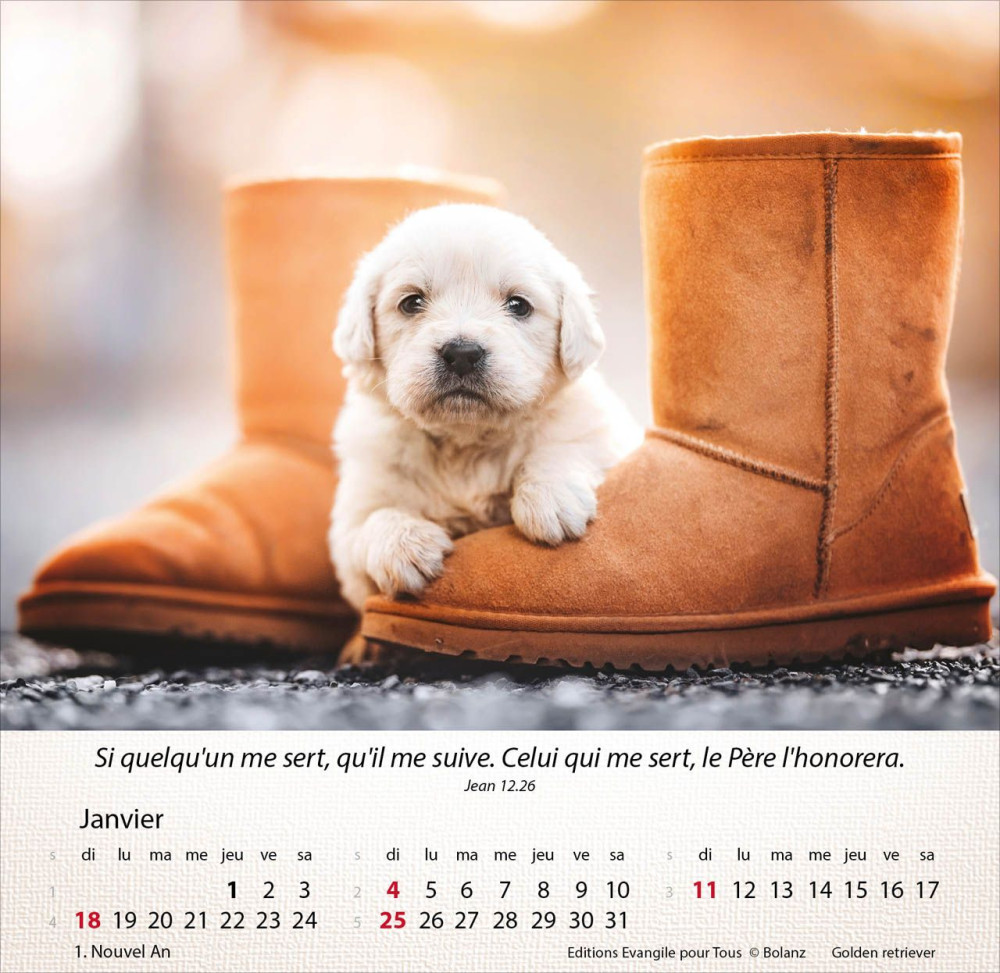 Calendrier Chiens - Merveilles de la création