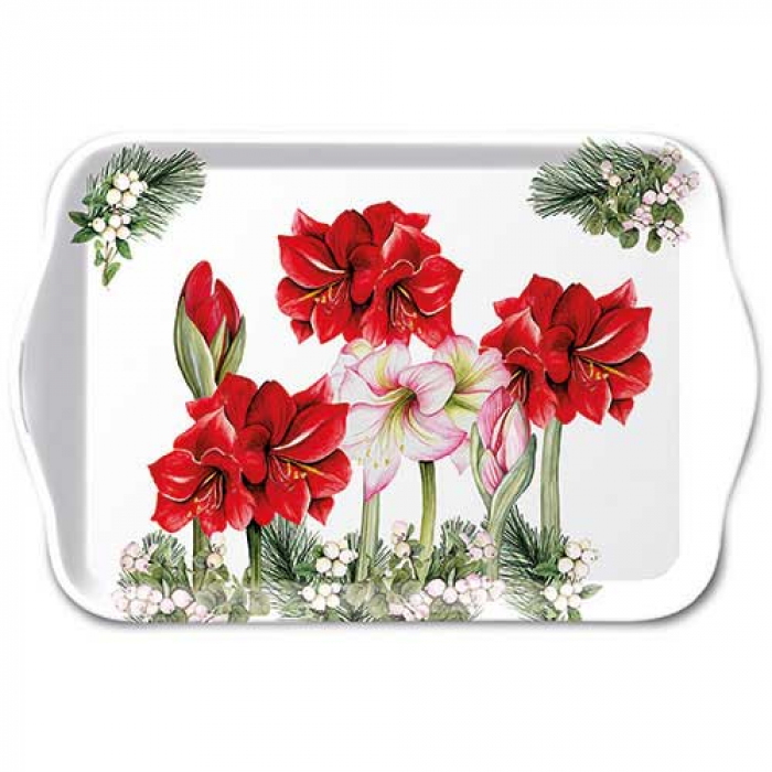 Plateau petit Floraison Amarylis (Blooming amarylis white)